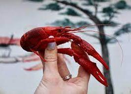 A hand holding a red crawfish.
